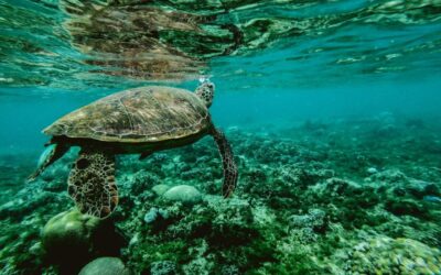 Everything you need to know about the Green Sea Turtles